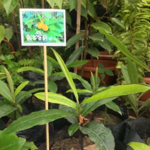 #ต้นมะริด#.ปลูกแล้วได้ประโยชน์เนื้อไม้ลายสวยให้ผลกำไรดี