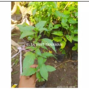 BIBIT KEMANGI SIAP TANAM BUAT LALAPAN (beli 5 gratis 1)