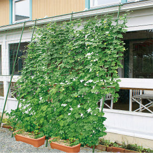 ไม้ค้ำต้นไม้ DIY เสาไม้เลื้อย กระกางต้นไม้ ยาว90-180ซม. หนา16มม. โครงปลูกผัก เหล็กเคลือบพลาส ซุ้มไม้เลื้อย ไม้ค้ำยันต้นไม้ ค้างต้นไม้ ค้างผัก ซุ้มไม้