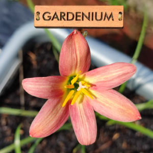 Umbi Bunga Rain Lily Rose Perfection - Rainlily Zephyranthes Hybrid