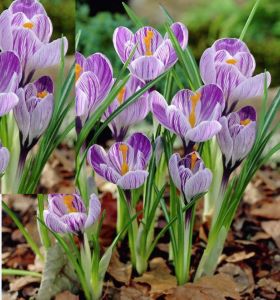 Combo 3 Củ giống nghệ tây hoa hồng sọc - Kèm 3 viên nén xơ dừa ươm củ VTNT1