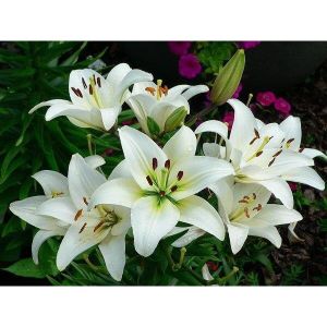 CỦ LY LÙN LY THƠM - Size từ nhỏ đến lớn đủ màu sắc khác nhau (Tặng kèm phân xơ dừa)