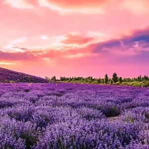 薰衣草种子四季播种易活庭院盆栽花苗驱蚊花籽多年生耐寒草花种子