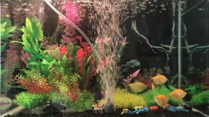 ปั๊มสร้างออกซิเจน สำหรับเลี้ยงปลา และ ใช้เคลื่อนย้ายปลา **[พร้อมส่ง]