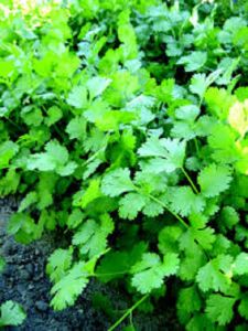 PARSLEY SEED`S (HERBS & SPICES) FOR PLANTING SEEDS