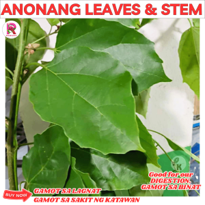 Anonang leaves 100 pcs SEEDLINGS GAMOT SA BINAT