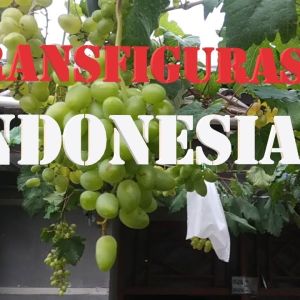 Bibit Anggur Import Transfiguration Kepadatan Tinggi Kulit Tipis Daging Berdaging Juicy Rasa Manis Harmonis Untuk Taman & Kebun