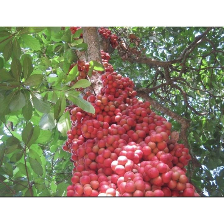 c%C3%A2y%20d%C3%A2u%20da%20%C4%91%E1%BA%A5t%20(%20c%C3%A2y%20d%C3%A2u%20da%20r%E1%BB%ABng%20)%20-%20Image%204