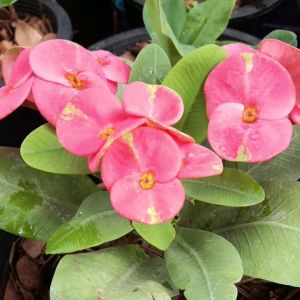 มีตังค์ โป๊ยเซียน ดอกสีชมพูปูนแห้งแกมเขียว ไม้มงคลควรมีไว้ติดบ้าน