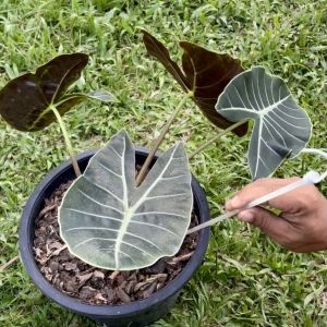 ก้านค้ำบอนสี/ไม้ค้ำบอนสี (1 ก้าน) พลาสติกแข็ง ห่วงสายไฟทองแดง ไม่ขึ้นสนิม อ่อนโยนต่อต้นบอน [ทางร้านจะสุ่มสีให้นะคะ]