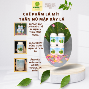 Chế Phẩm Lá Mít Thân Nù Mập Cho Lan - Combo 2 hũ  – Siêu To Lá Dày Lá Chống Thối Lá Hiệu Quả