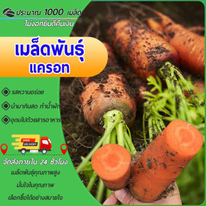 แครอท เมล็ดพันธุ์ Carrot 1000 เมล็ด ปลูกง่าย ขึ้นไว ทานสดหวาน กรอบ อร่อย
