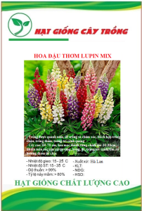 Hạt giống hoa đậu thơm lupin nhiều màu CT406 - Gói 50 hạt