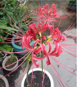 3 củ giống hoa bỉ ngạn hoa màu đỏ