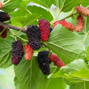 Bibit Buah Mulberry | Murbey | BERBUAH