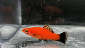 swordtail fish /red wag swordtail / 剑尾鱼  4-5cm