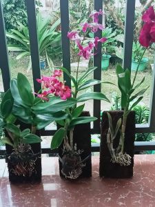 Organic Fern Slab For Orchids Good for Trailing And Hanging Live Plants like Vines And Orchids (10X5)