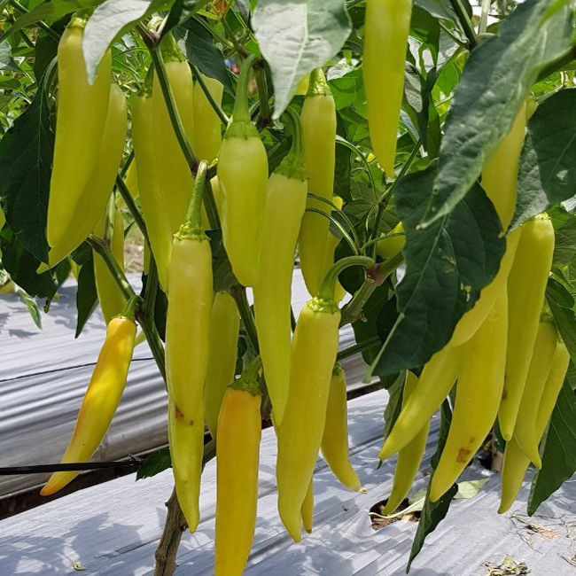 Hạt giống Ớt Huế F1 - Ớt Sừng Huế - Ớt Chỉ Địa cay thơm nồng VTP105 | Vạn Tín Store