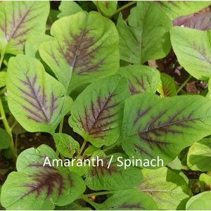2000 Red & Green Spinach / Amaranth / batik bayam seeds (fr SG)