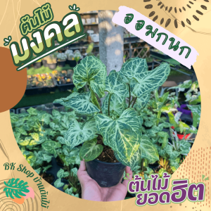 ต้นออมกนกลายไทย ออมบาติก ออมลายกนก พร้อมกระถาง 3 นิ้ว ไม้ตระกูลออม ต้นไม้มงคล ฟอกอากาศ เสริมมงคล เสริมบารมี ต้นไม้ฟอกอากาศ