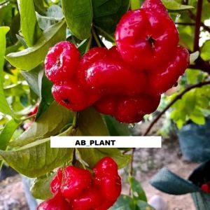 Bibit Jambu Air Kancing Super Okulasi