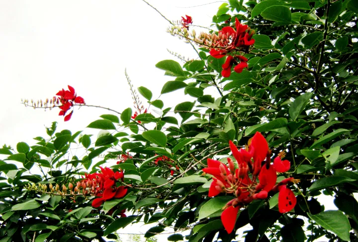 C%C3%A2y%20Osaka%20%C4%91%E1%BB%8F%20-%20Mu%E1%BB%93ng%20hoa%20%C4%91%E1%BB%8F%20-%20Image%204