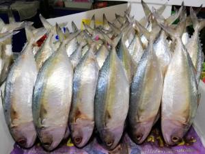 ( พร้อมส่ง) ปลาทูมันแม่กลอง ปลาทูคัดไซร์ ( 1 kg. มี 5 ตัวใหญ่ ) ปลาทูมัน ปลาทูอร่อย ปลาทู เนื้อแน่น เนื้อมัน ตัวสวย