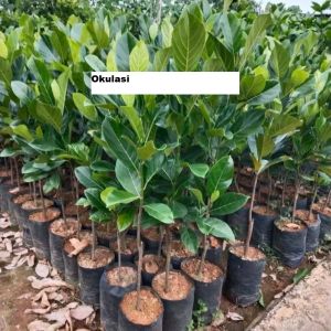 Bibit Nangka Merah Super Siap Berbuah