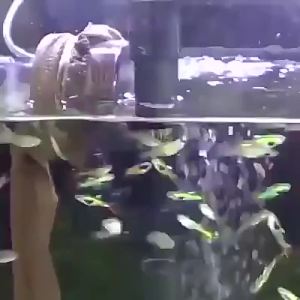 Electric Powerful Suction Aquarium Syphon Operated Fish Tank Sand Washer Cleaner 220V Vacuum Gravel Water Changer Siphon Filter