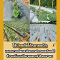 พลาสติกคลุมดิน 1.5ม.x400หลา(360ม) พลาสติกคลุมแปลง พลาสติกดำเงิน พลาสติกกันวัชพืช กันวัชพืช ปลูกผัก ปลูกผลไม้. 