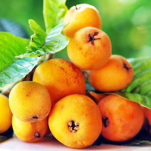 CÂY GIỐNG nhót nhật ( cây BIWA) nhật - cây giống nhập khẩu
