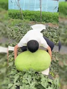 New Hongbao Watermelon Giant Lazy Watermelon Four-Season Vegetable Substitute
