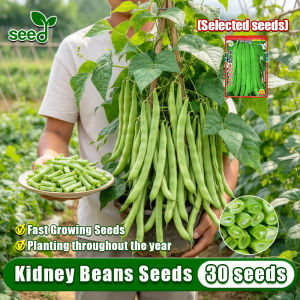 [Selected Seeds 30pcs] Kidney Beans Seeds - High Yield French Beans Seeds Baguio Beans Seeds for Planting Vegetables F1 Green Kidney Beans Seeds Organic Snap Beans Vegetable Seeds for Gardening Garden Balcony Potted String Beans Seedlings Veggie Seeds