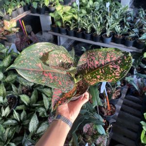 ต้นรับเงินรับทอง ส่งพร้อมกระถาง 3 นิ้ว เรียกทรัพ ย์ มีติดบ้านไว้มีแต่ร่ำรวย อโกลนีมา (Aglaonema) ไม้มงคล ไม้ประดับ  ต้นไม้ฟอกอากาศ