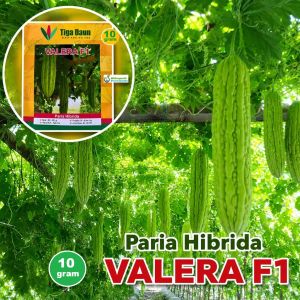 Benih Paria Valera F1 Isi 10 Gram Cap Tiga Daun