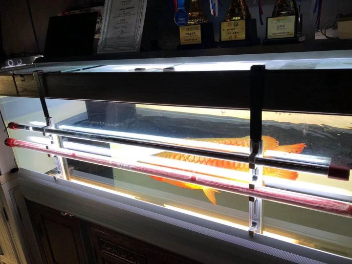 "Hoàn tiền đến 10%" Giá Treo Đèn Bể Cá Tanning Cá Rồng Kích Thước 40cm Chất Liệu Thép Không Rỉ Thương Hiệu MAYIN