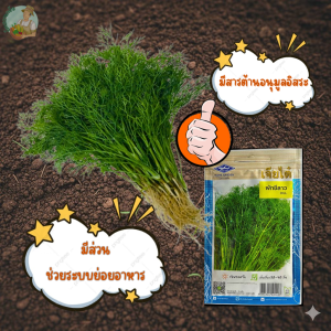 ผักชีลาว CT/OP-002 ผักซอง เจียไต๋  ผักชี เมล็ดพันธุ์ผัก เมล็ดผัก เมล็ดพืช ผักสวนครัว ประมาณ 3300 เมล็ด