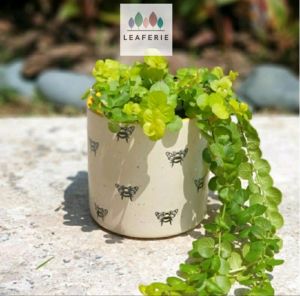 The Leaferie Bumblebee plant pots. flowerpot . flowerpots . flower pot . planter . planters . Ceramic . Plants