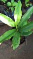 Cardamom/ Cardamon seedlings (Elettaria cardamomum) herbs and spices. 
