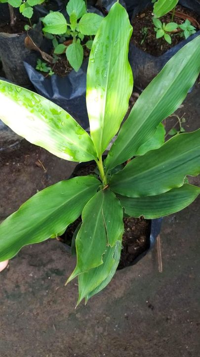 Cardamom/%20Cardamon%20seedlings%20(Elettaria%20cardamomum)%20herbs%20and%20spices%20-%20Image%204