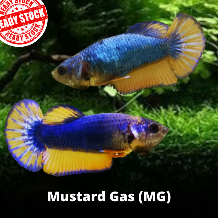 Betta Fish Ikan Laga Mustard Gas MG (Female) *Live Fish
