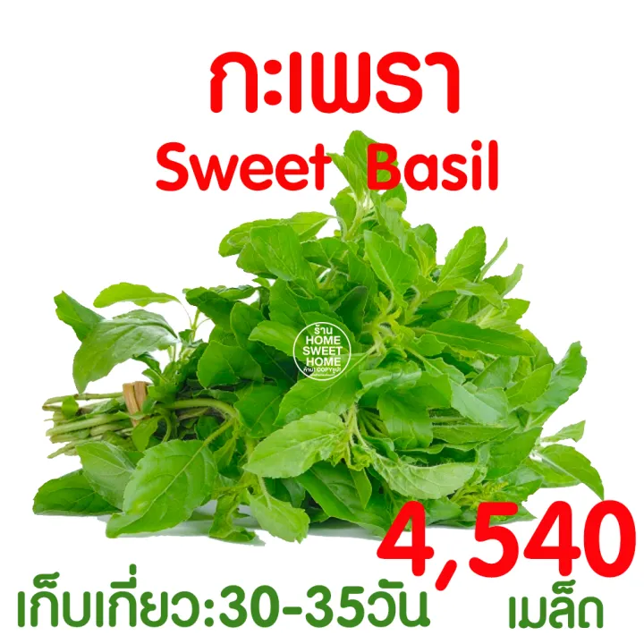 เมล็ดพันธุ์กะเพรา 4540 เมล็ด สำหรับไฮโดรโปนิกส์