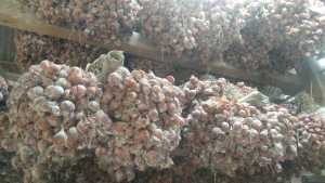 Bibit Bawang Merah Tajuk  Berkualitas - 25 KG