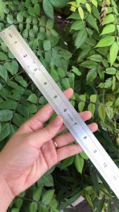 📏Thước lá thước thẳng 30cm(hàng chuẩn)