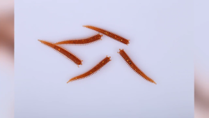 5Pcs 6cm Soft Lure Trout Worm Baits Sandworm Swimbaits Artificial Worm Wobbler Fishing Lure Tackle for Trout Fishing