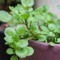 Hạt giống Cải Xoong Mỹ (Xà Lách Xoong Mỹ) - Watercress - 1000 hạt. 