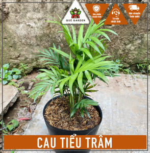 Cây Cau Tiểu Trâm - Tổng thể tầm 20-30 cm - Size nhỏ xinh xắn!