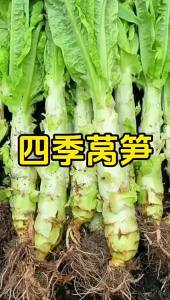 Four-season lettuce with green skin and green flesh fragrant lettuce high-yielding heat and cold resistant a comprehensive collection of vegetables for spring autumn and winter