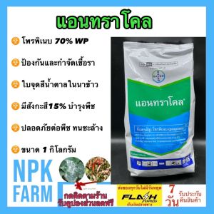 Bayer แอนทราโคล 1 กิโลกรัม โพรพิเนบ 70% สารป้องกันกำจัดโรคใบจุดสีน้ำตาล โรคใบไหม้ โรคแอนแทรคโนส โรคราน้ำค้าง มีธาตุสังกะสี 15% ช่วยให้พืชเขียว