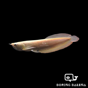 BRBN Albino Silver Arowana - Arowana Fish - Albino Fish - Ikan Kelisa - Aquarium Freshwater Fish / Ikan Air Tawar